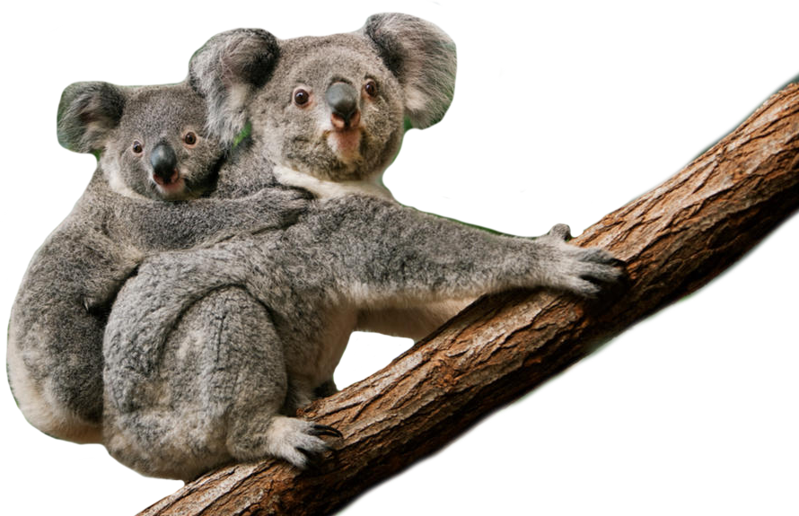 koala